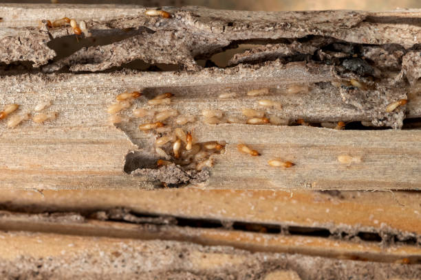 Spider Control Near Me in Cocoa West, FL